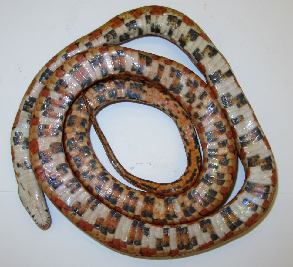 NewPests > Corn snake High risk